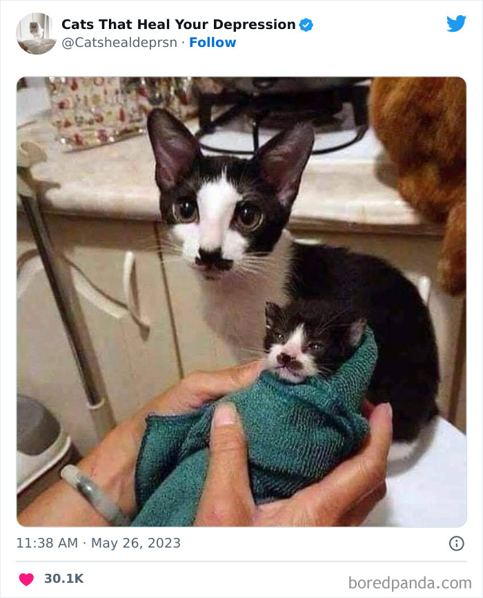 "Cats That Heal Your Depression": 50 Pics Of Adorable Felines Who Don't Even Know What Power They Hold