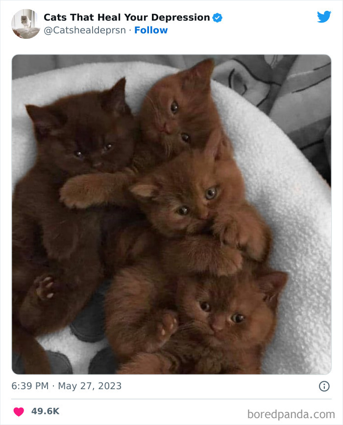 "Cats That Heal Your Depression": 50 Pics Of Adorable Felines Who Don't Even Know What Power They Hold