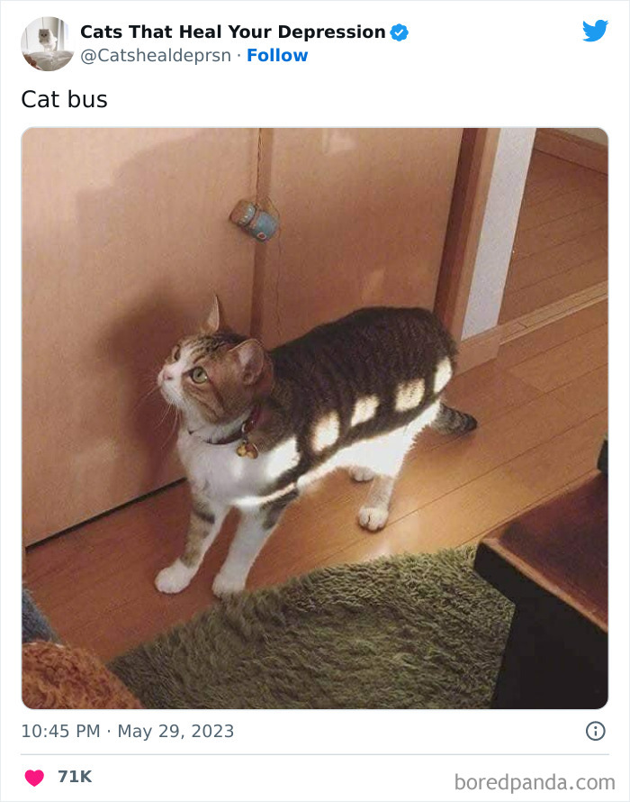 Heart-Warming-Cat-Pics