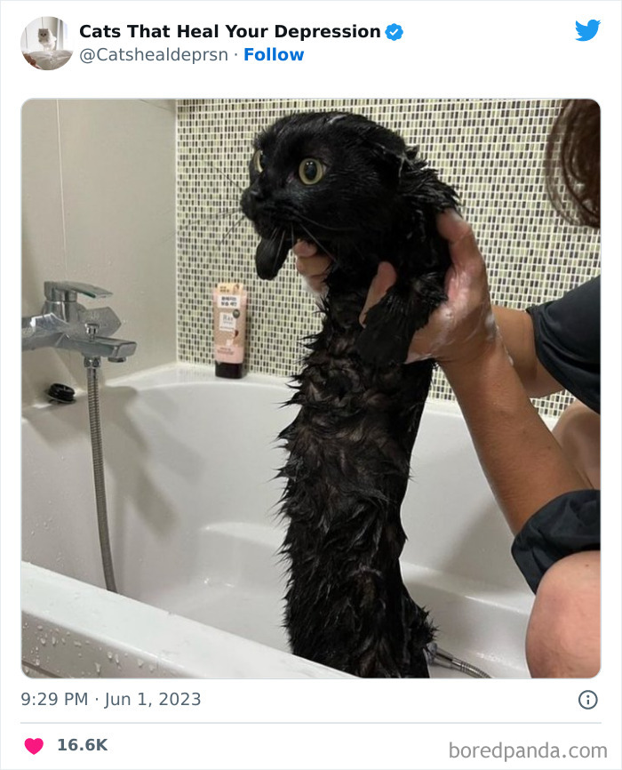 Heart-Warming-Cat-Pics