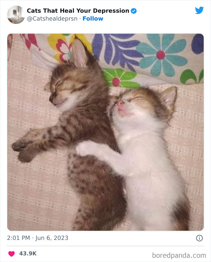 Heart-Warming-Cat-Pics