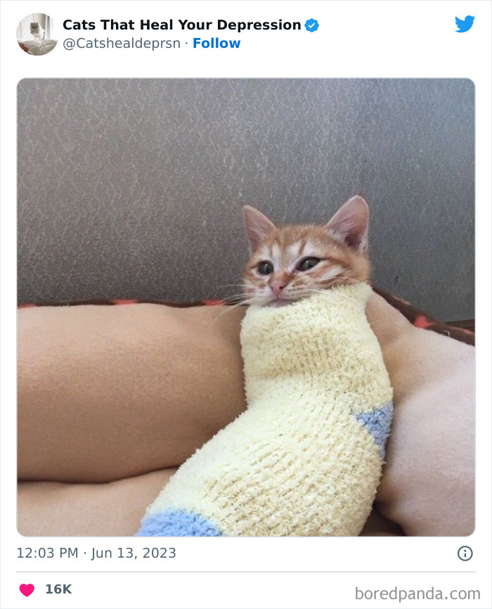 Heart-Warming-Cat-Pics