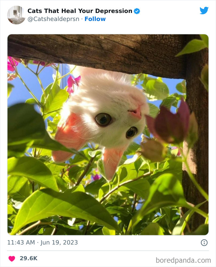 "Cats That Heal Your Depression": 50 Pics Of Adorable Felines Who Don't Even Know What Power They Hold