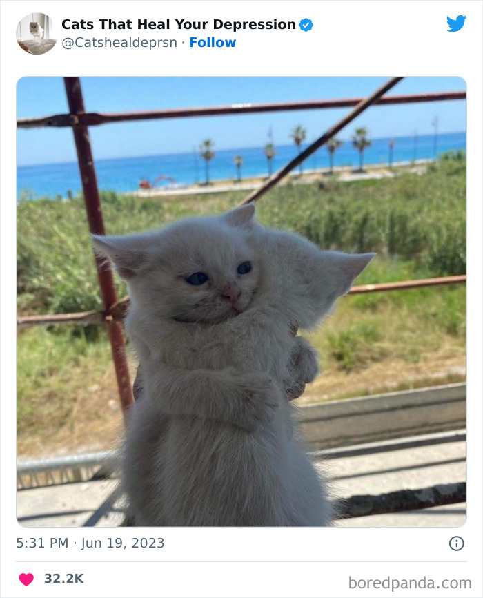 Heart-Warming-Cat-Pics