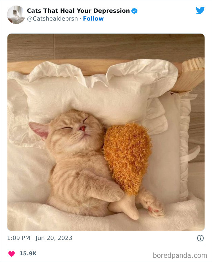 "Cats That Heal Your Depression": 50 Pics Of Adorable Felines Who Don't Even Know What Power They Hold