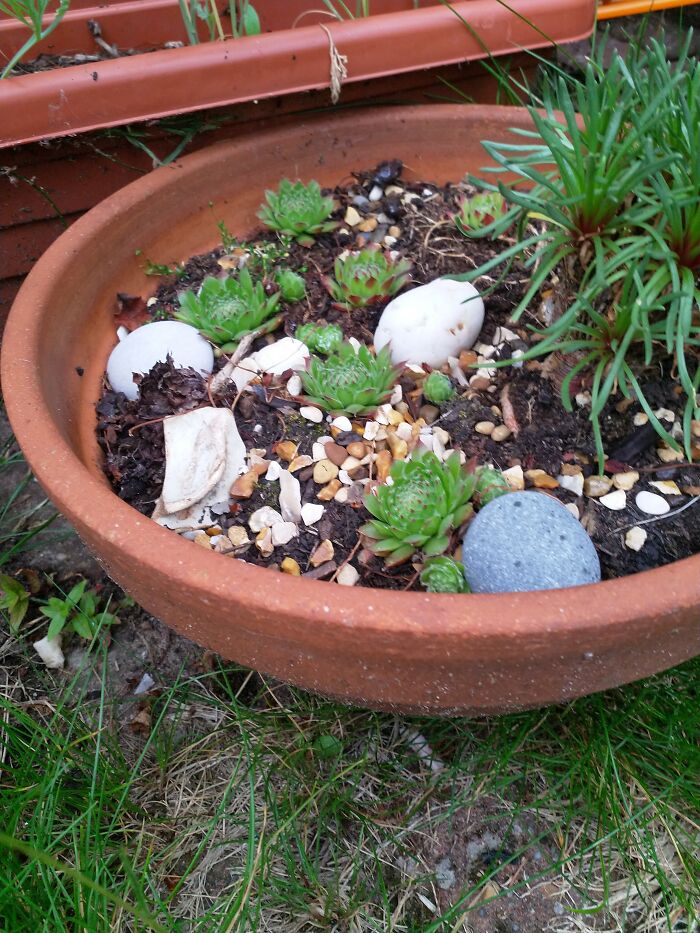 This Little Alpine Garden I Have