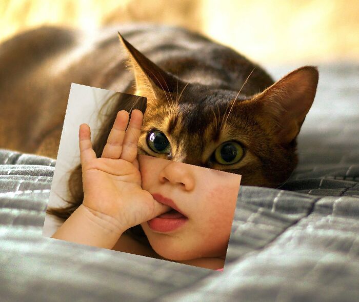 An Artist Creates Photo Collages With Cats And They're Weirdly Purrrfect (29 Pics)