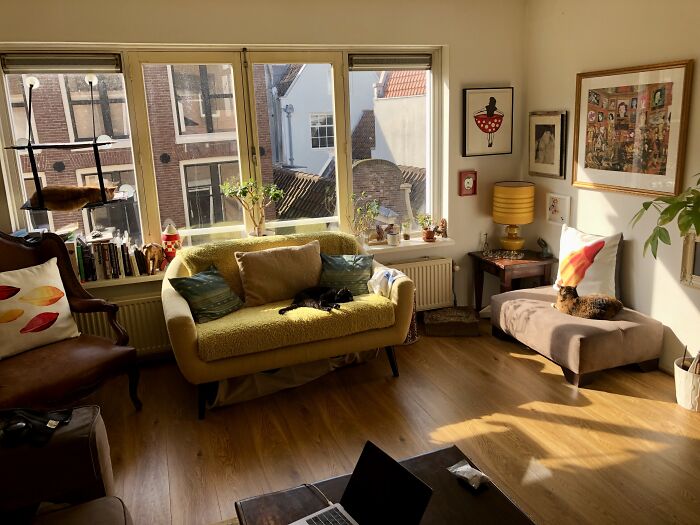 Three Cats In An Amsterdam Sunny Space