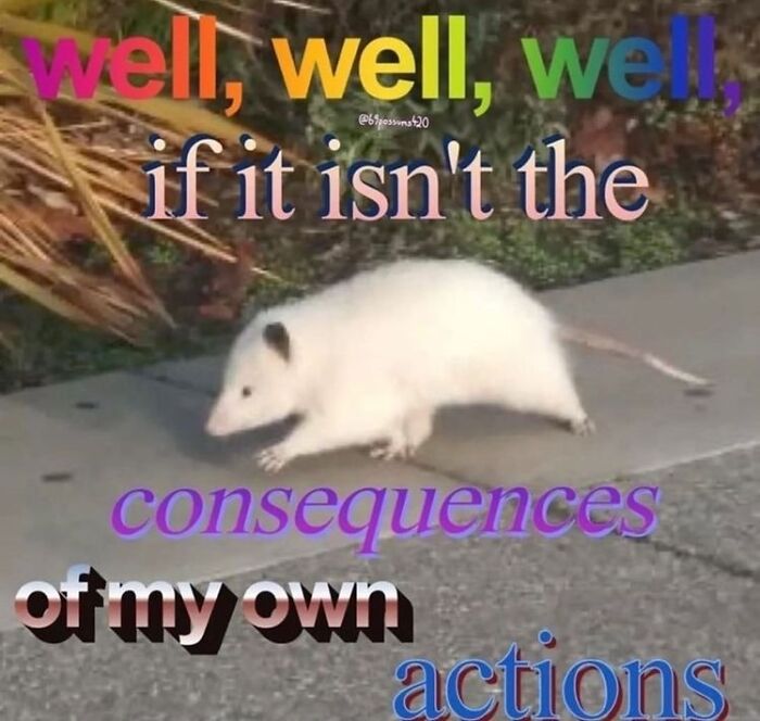 13 Possum Memes For My Mentally Dying Besties