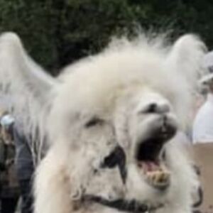 laci-pirraglia avatar