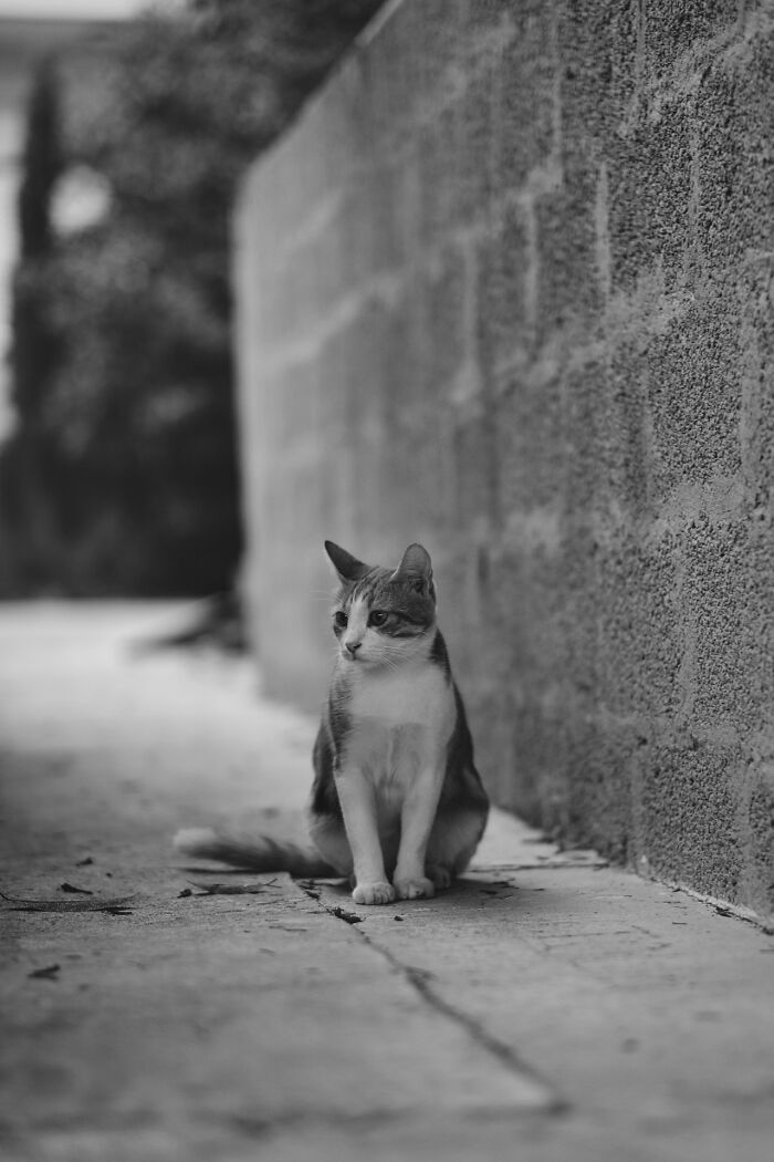 The Diversity Of Stray Cats Living On The Streets In Limassol, Cyprus That I Captured (22 Pics)