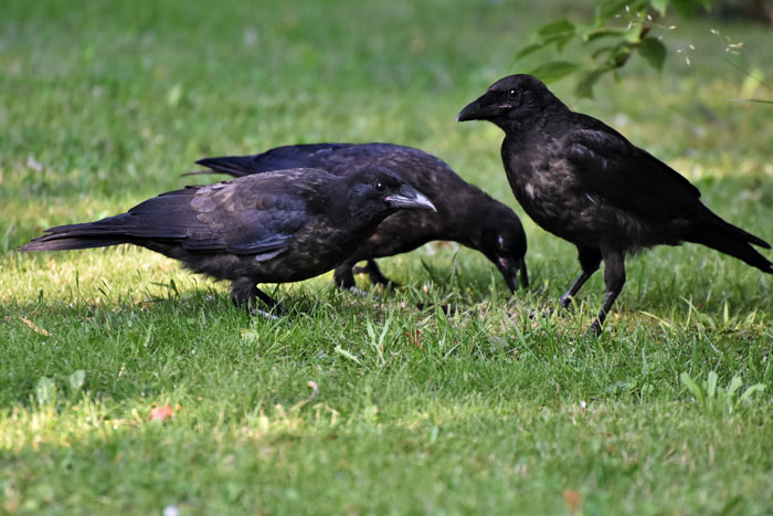 Woman Befriends Crow For Over 3 Years Until One Day She Brings Her Babies To Their Regular Hangout Woman Befriends Crow For Over 3 Years Until One Day She Brings Her Babies To Their Regular Hangout