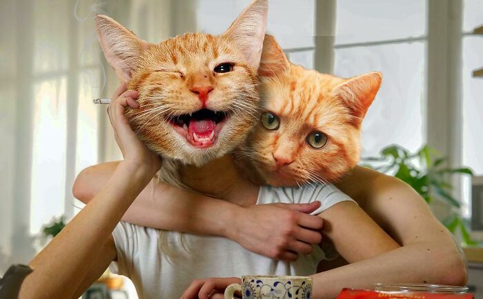 An Artist Creates Photo Collages With Cats And They're Weirdly Purrrfect (29 Pics)