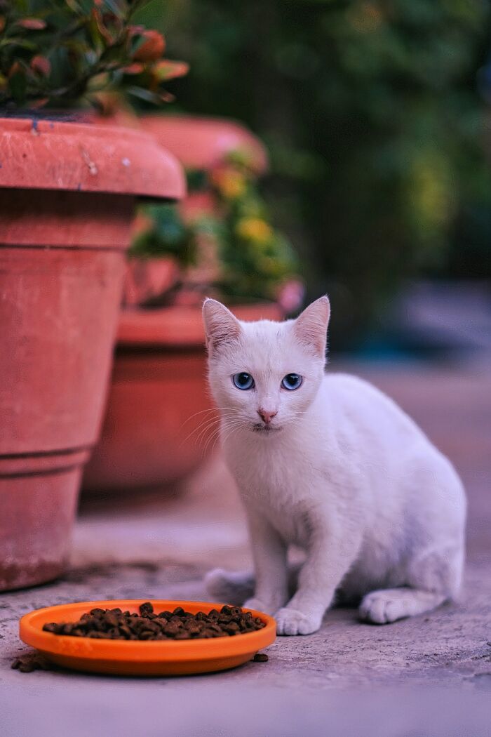 The Diversity Of Stray Cats Living On The Streets In Limassol, Cyprus That I Captured (22 Pics)