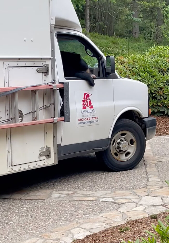 &lsquo;New Employee&rsquo; Black Bear Leaves Staff Hungry After Helping Himself To Their Lunch