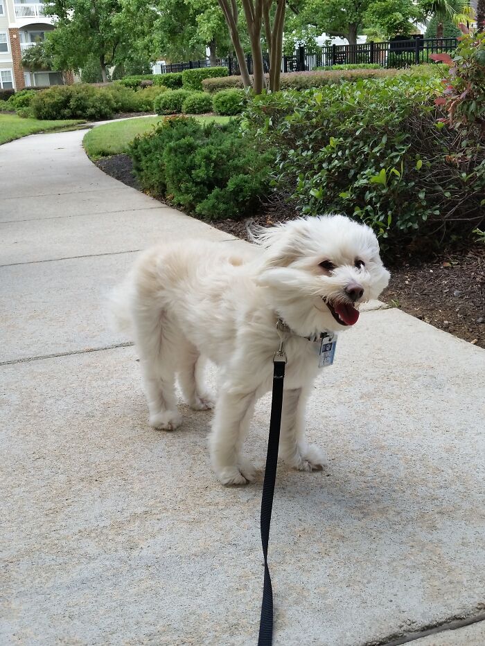 Mattie Loves The Wind!!!