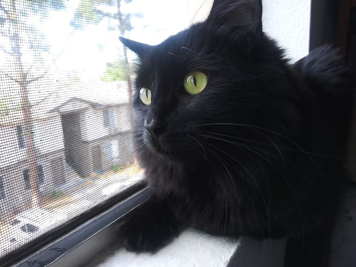 Guess Was Rescued From A Woodpile, The Only Female In A Litter Of Six