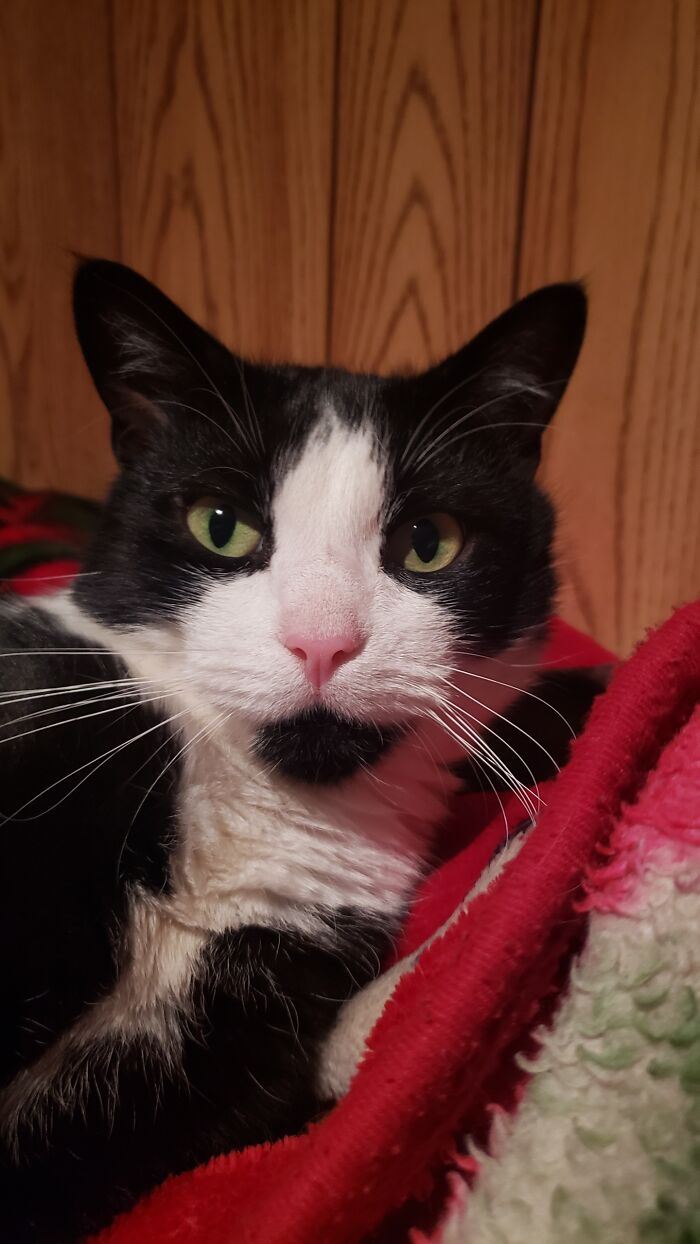 Meet Dude! Got Him @ 18 Months Old From A Local Family, Who Had To Move Suddenly And Couldn't Take Him With Them. He Is 5 Years Old Now