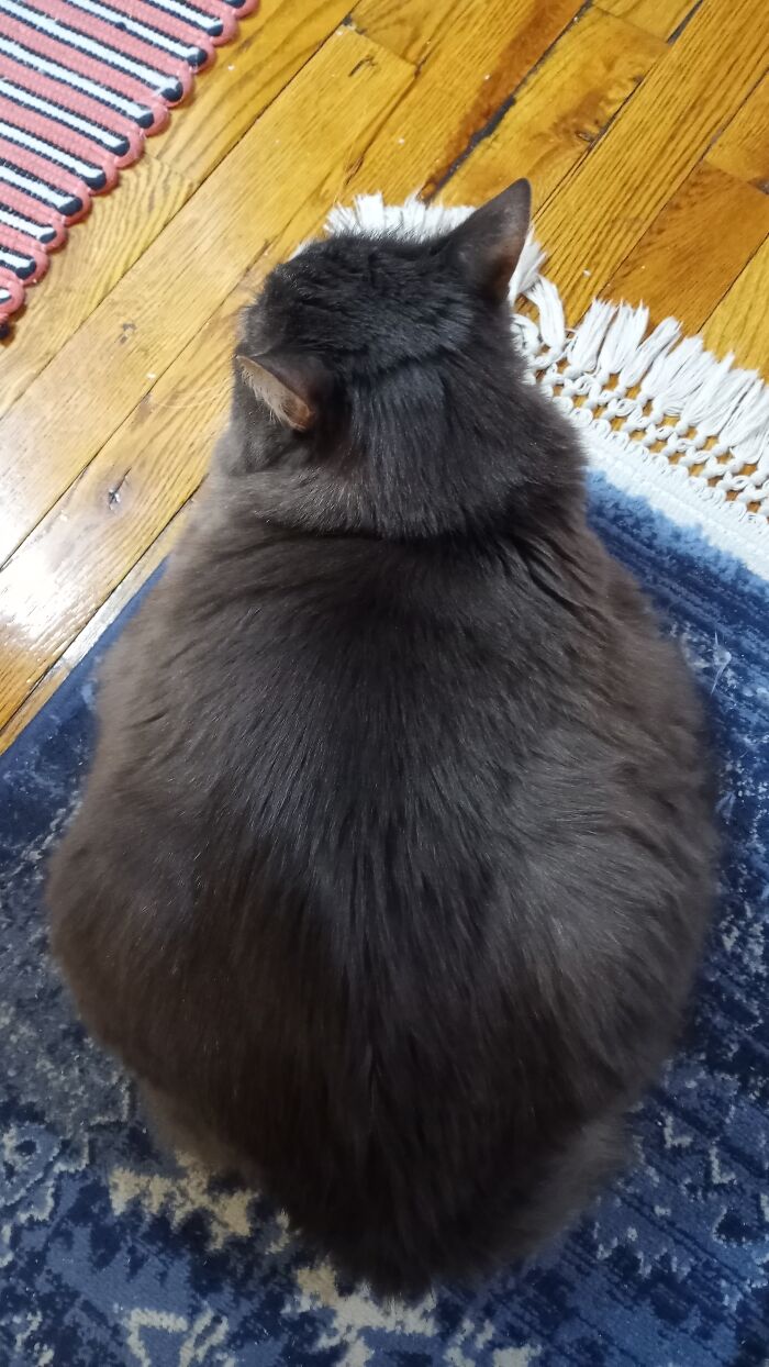 Fluffy Gray Loaf