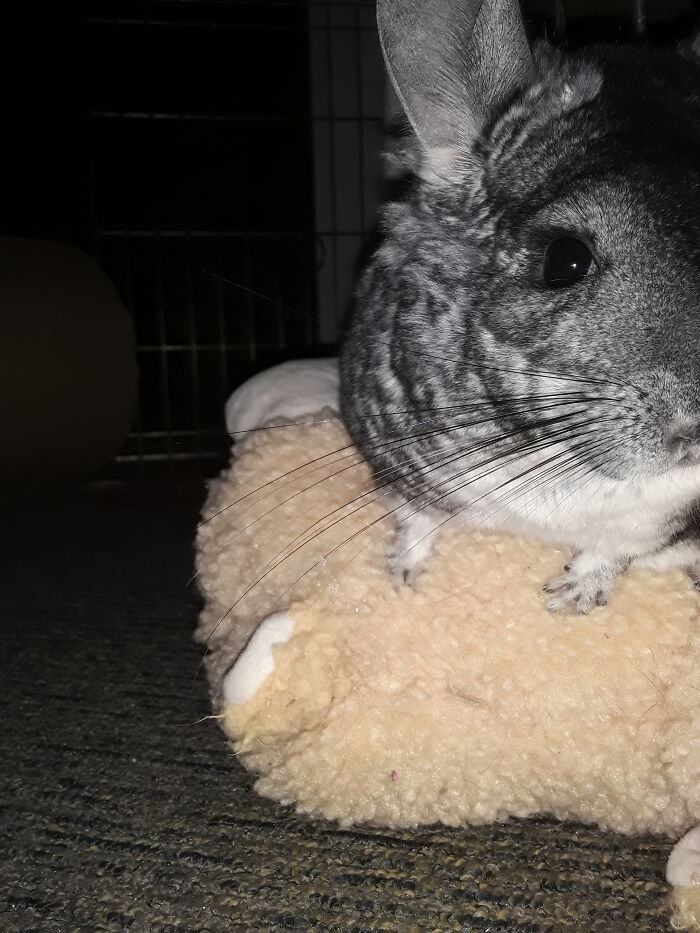 This Is Porkchop, A Senior, Rear Leg Amputee Rescued In Colorado In 2022