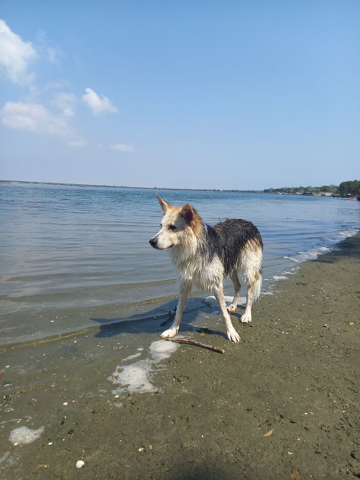 My Dog Thinks She's An Otter! Here's After She's Gone Crazy In The Water For An Hour!