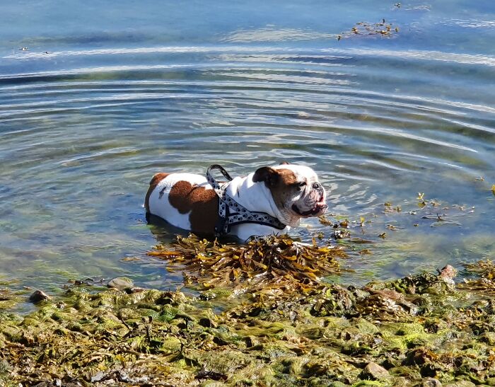 Sushi Ist Not A Big Swimmer. But Enjoys To Cool Down In Shallow Waters On A Hot Day
