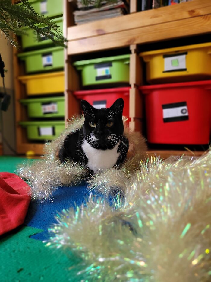 Cari. She's 6 Years Old. We Rescued Her From A Lock