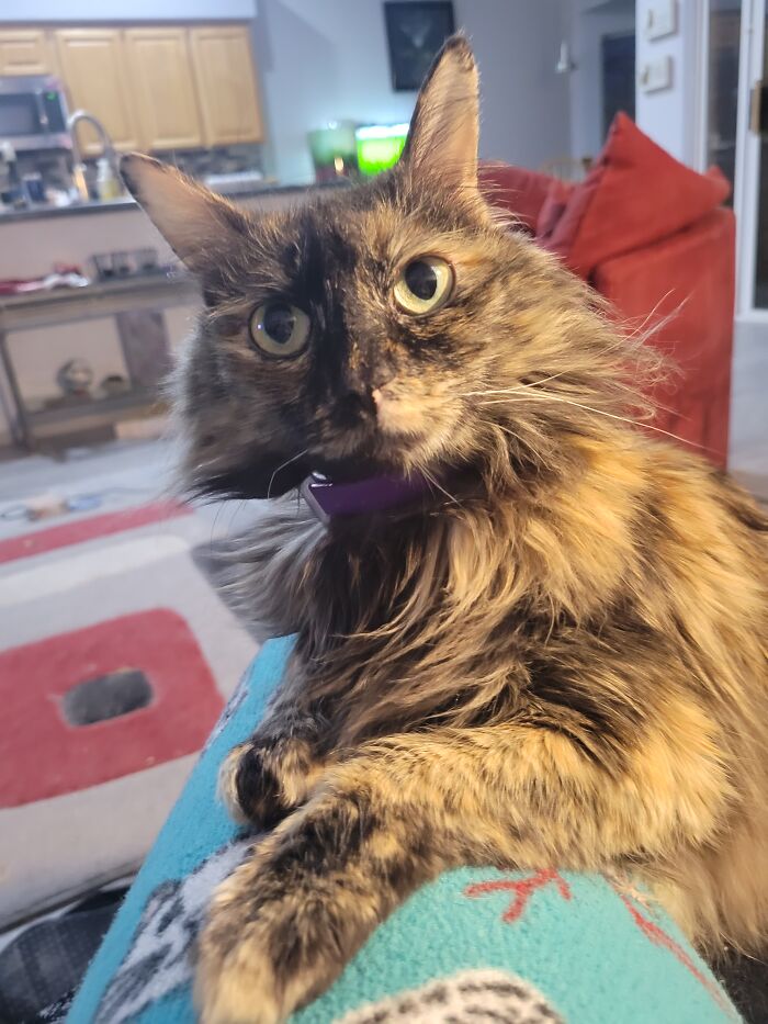 My Lilbit - Half Cat Half Goat 4.5lbs Terror That Rules The House