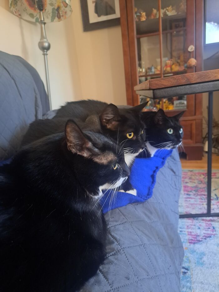 Bugsy, Cain & Crowley. All Trapped And Rescued By Me