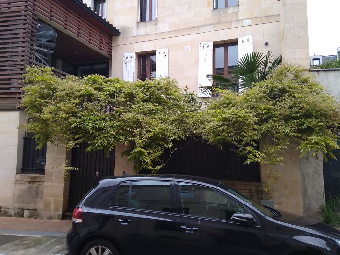 Wisteria In Bordeaux, France