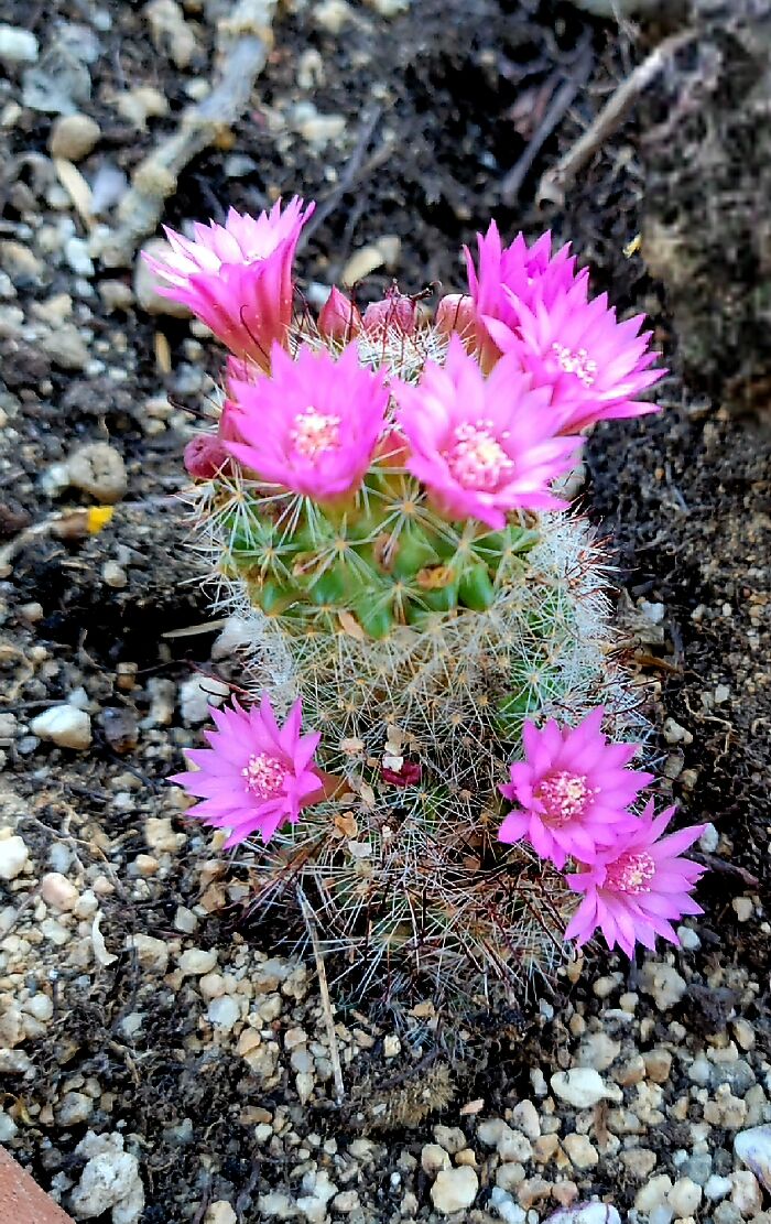 Little Cactus In The Mojave. This Poor Little Guy Was All But Dead When I Moved In. With A Little Tlc (And Water) He Came Back!