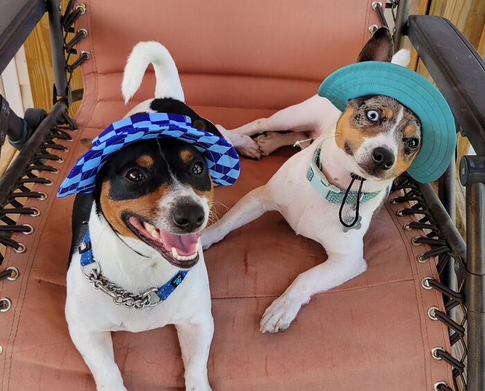 My Doggos! (Left: Teddy .... Right:charlie)