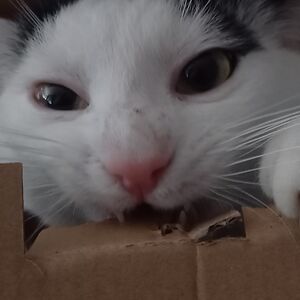 benmansoursean avatar