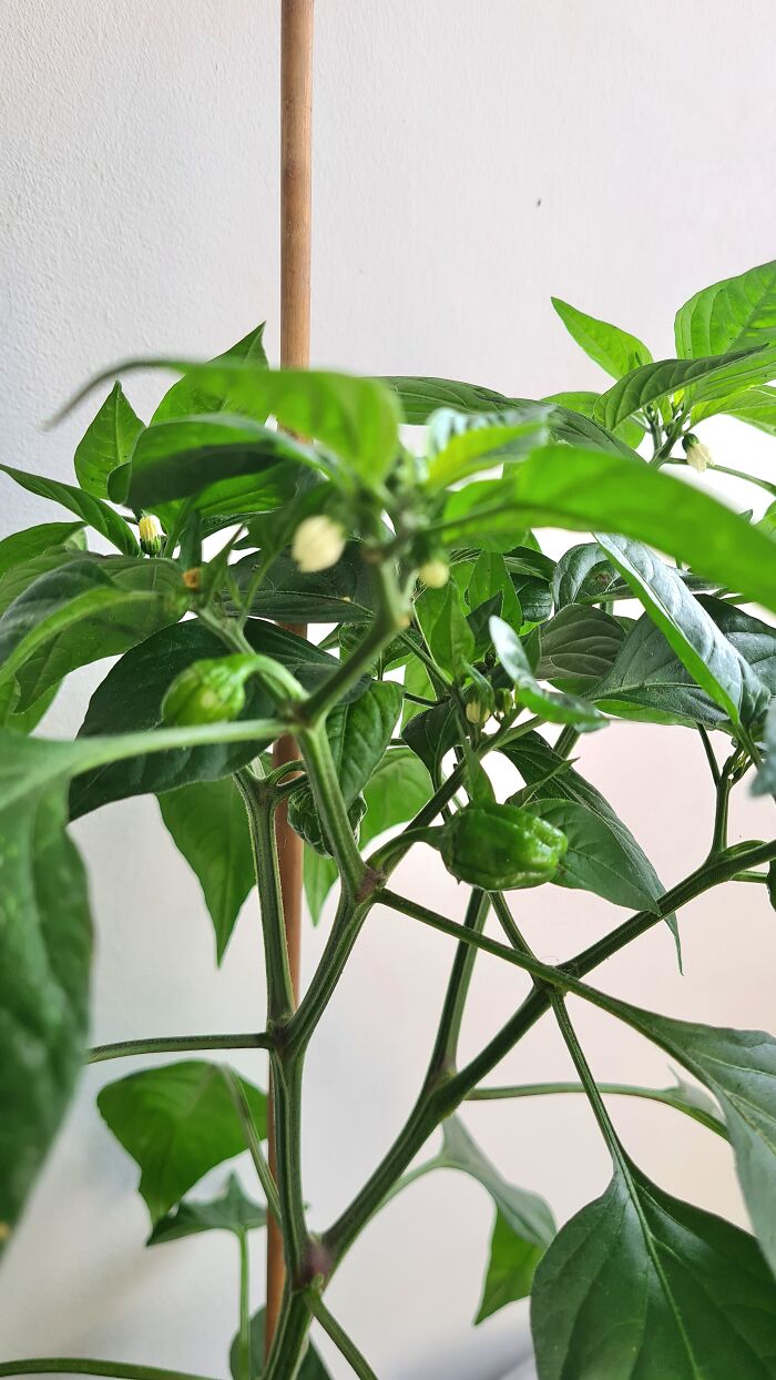 "Inka V Gradinka": My Balcony Garden That Might Inspire You To Make Your Own (14 Pics)