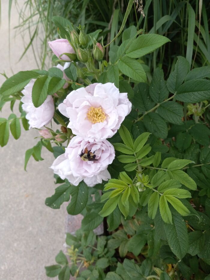 A Bee Enjoying A Rose