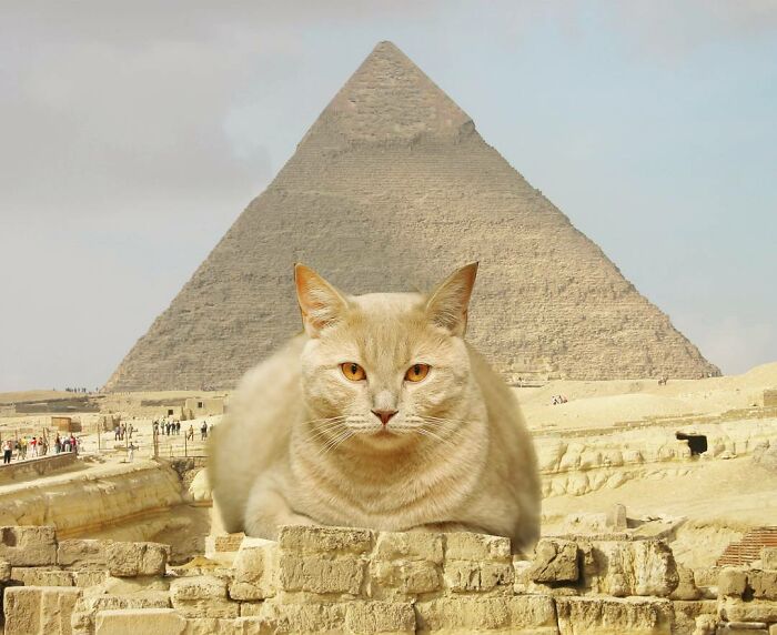 An Artist Creates Photo Collages With Cats And They're Weirdly Purrrfect (29 Pics)