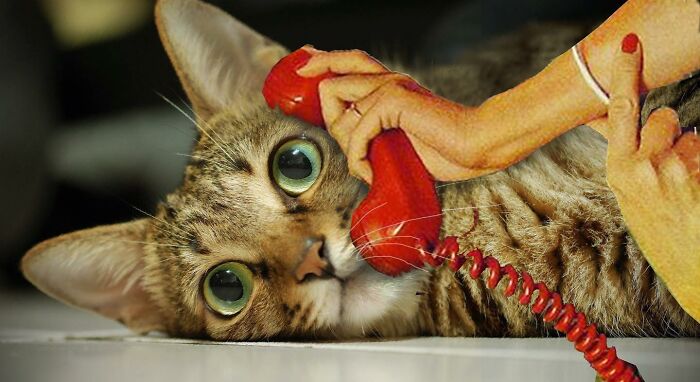 An Artist Creates Photo Collages With Cats And They're Weirdly Purrrfect (29 Pics)