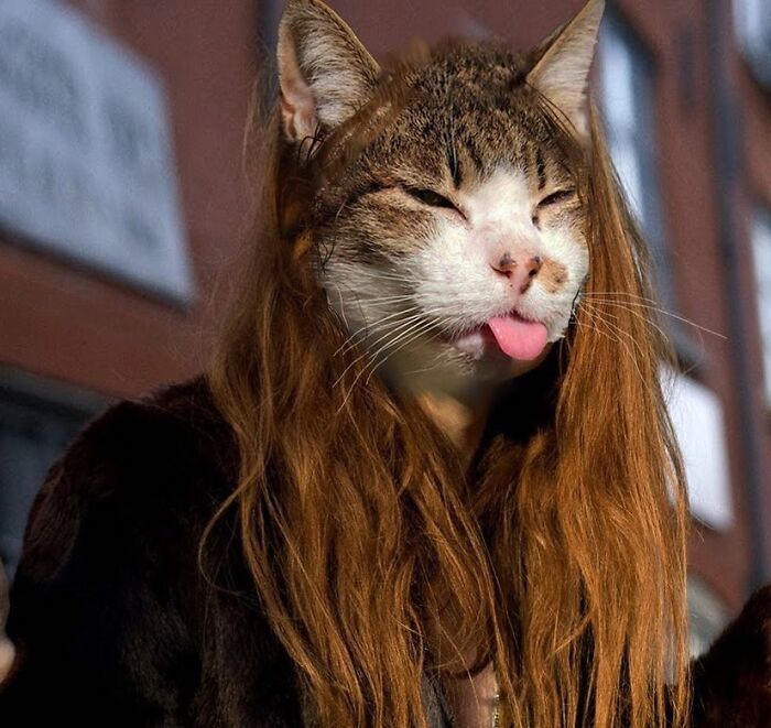 An Artist Creates Photo Collages With Cats And They're Weirdly Purrrfect (29 Pics)