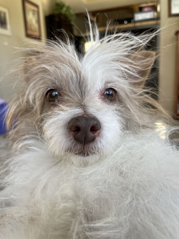 Disheveled And In Need Of Belly Rubs