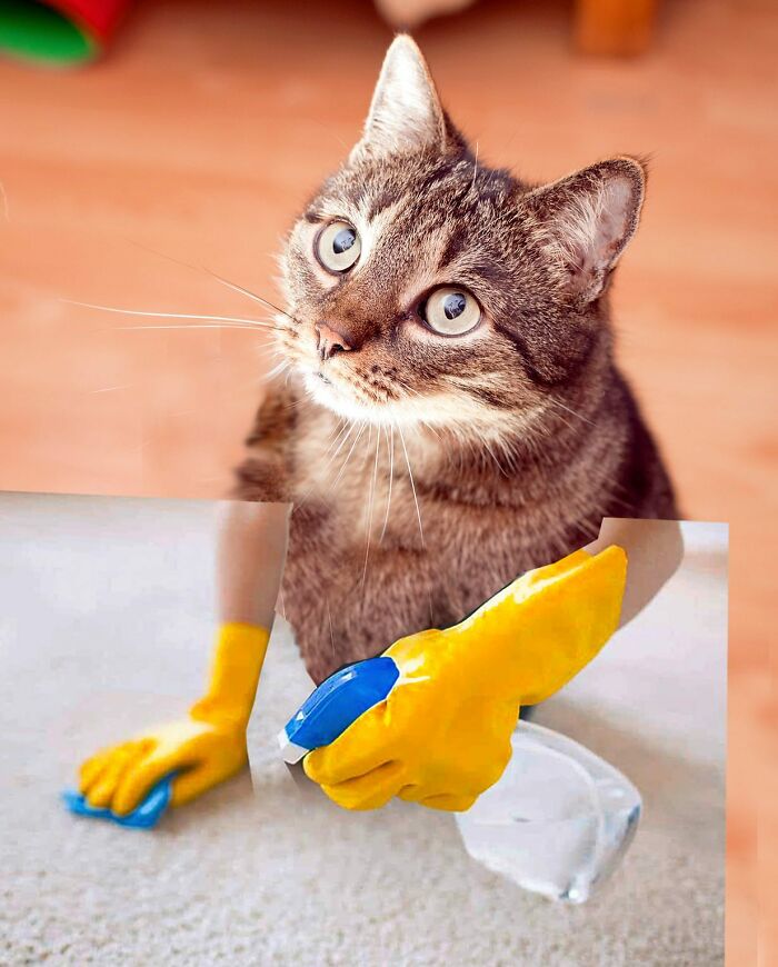 An Artist Creates Photo Collages With Cats And They're Weirdly Purrrfect (29 Pics)