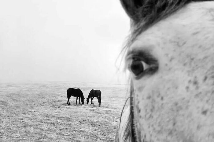 35 Selected Best Images Of Animals, As Shared By This Instagram Page