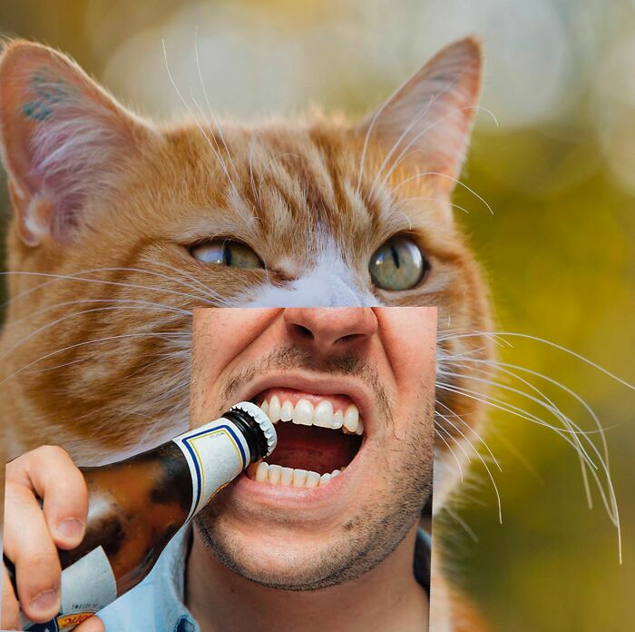 An Artist Creates Photo Collages With Cats And They're Weirdly Purrrfect (29 Pics)