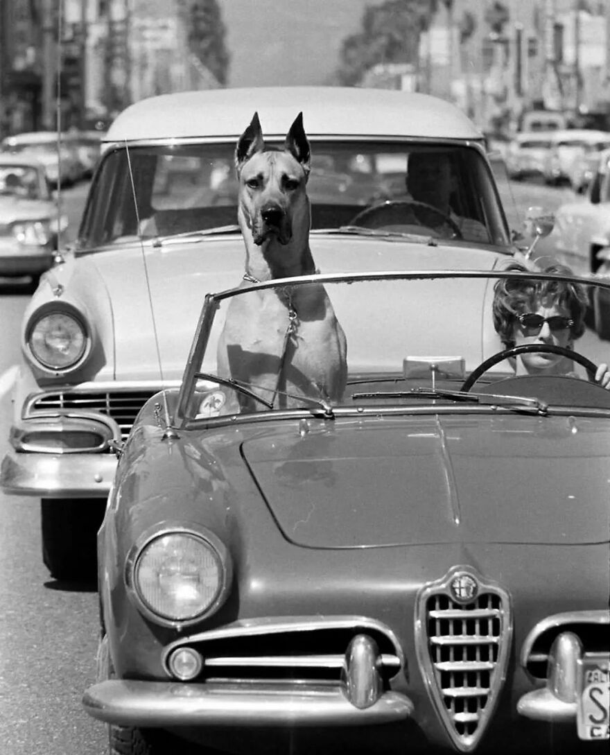 57 Stunning New Pics Of Animals Shared By Decisive Moments Magazine