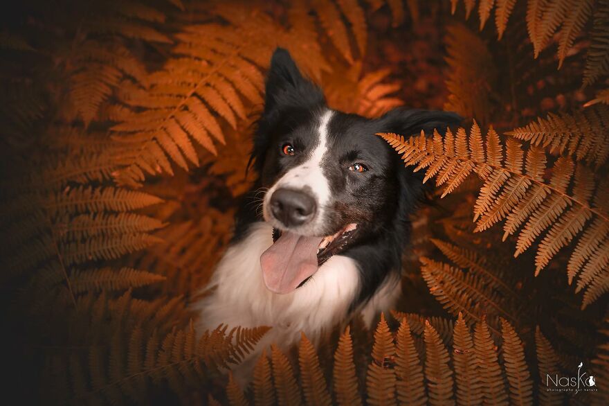 I Capture The Whimsical Side Of Dogs In My Photos (23 Pics)