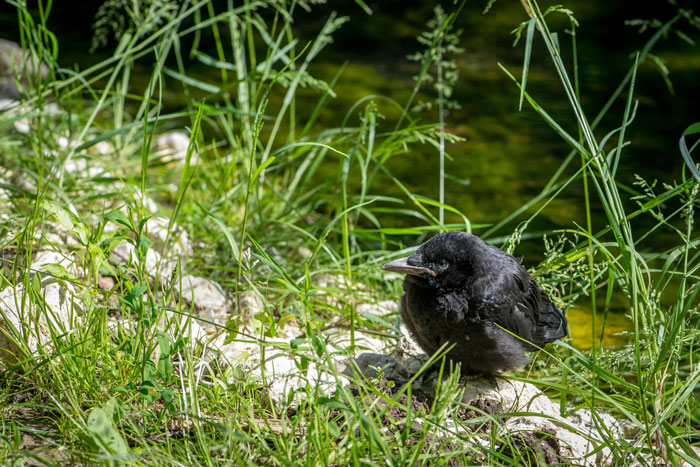 Woman Befriends Crow For Over 3 Years Until One Day She Brings Her Babies To Their Regular Hangout Woman Befriends Crow For Over 3 Years Until One Day She Brings Her Babies To Their Regular Hangout
