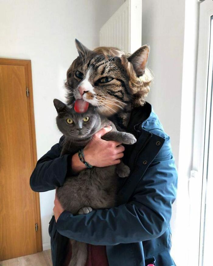 An Artist Creates Photo Collages With Cats And They're Weirdly Purrrfect (29 Pics)