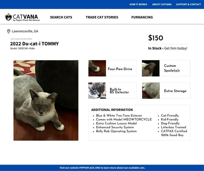 This Shelter Described Their Cats That Are Up For Adoption As Used Cars And The Result Is Purrrfect (10 Pics)