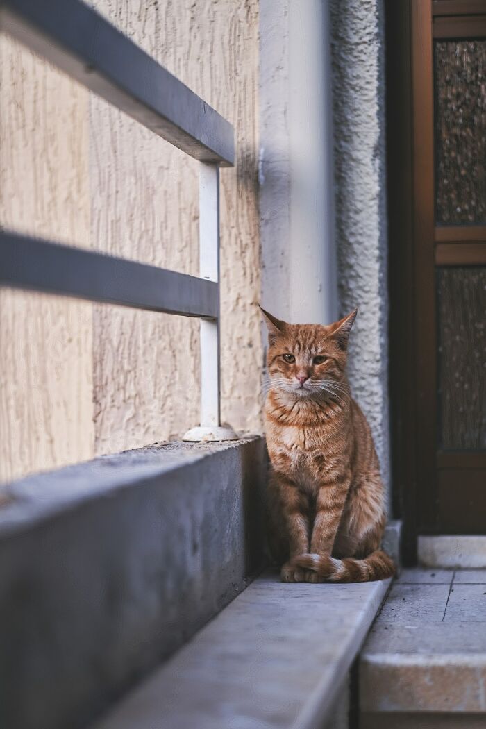 The Diversity Of Stray Cats Living On The Streets In Limassol, Cyprus That I Captured (22 Pics)
