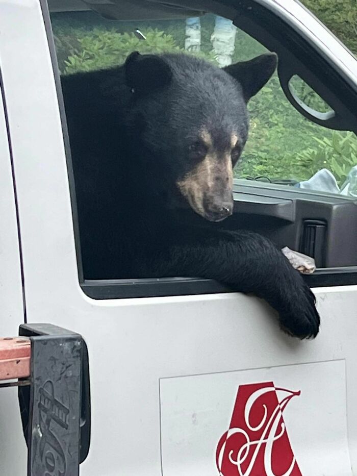 &lsquo;New Employee&rsquo; Black Bear Leaves Staff Hungry After Helping Himself To Their Lunch