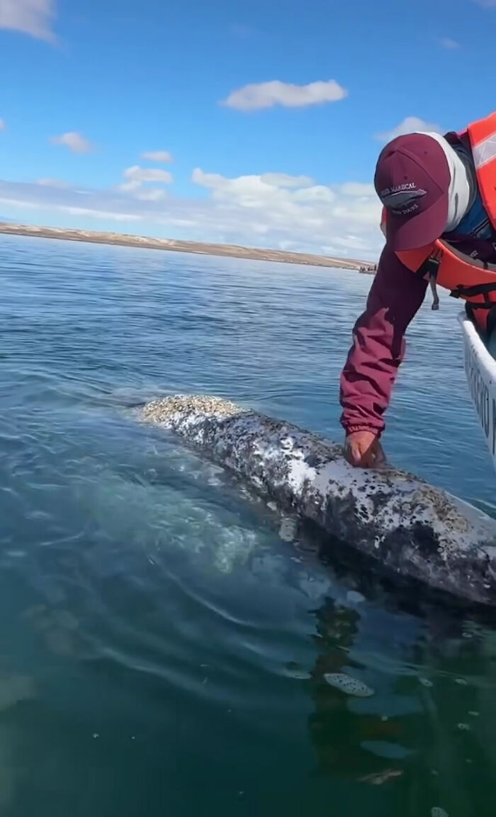 Incredible Moment As Whale Swims Up To Captain And Makes An Unusual Request Caught On Video